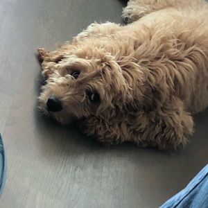 Meet your Posher, Kaylee